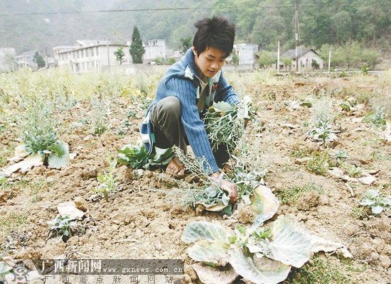 正文 广西新闻网记者 卢冬琳 罗伟 文/图 3月的春天,走在那坡县的