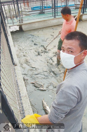 南湖围堰抽水"露底"现尴尬 天气骤热大量死鱼发臭