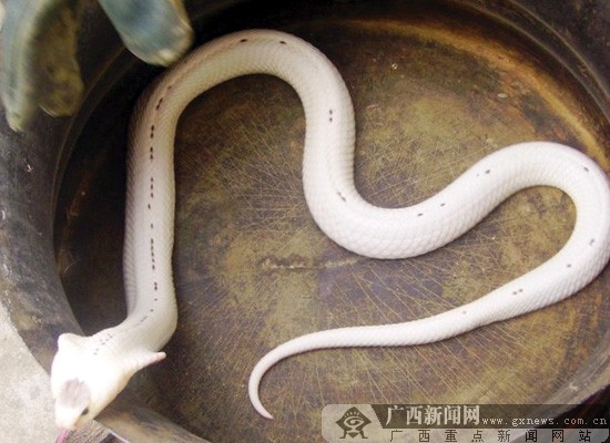 南宁雌性白蛇"征婚" 百色"许仙"应征"白娘子"仙去