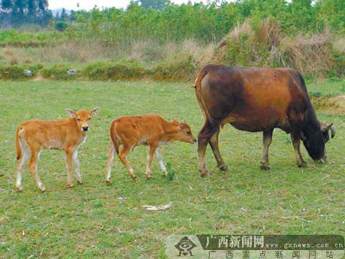 柳州首例人工授精产下黄牛龙凤胎两只小牛成明星