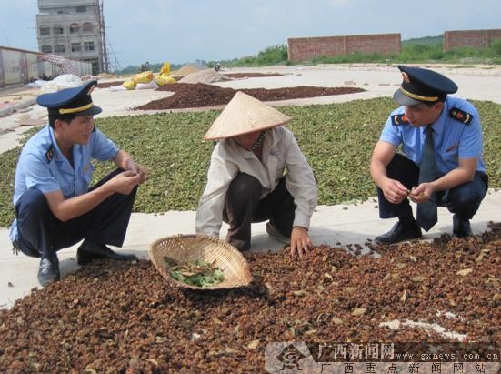 宁明:中国八角之乡今年可收获300万公斤干果
