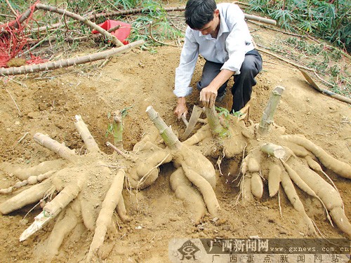 崇左农民种出大木薯要去参展 专家:不具推广价值