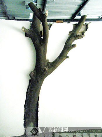 树是怎么长高 ef82e1f2df446c52a3c7161386ece6d2.jpg