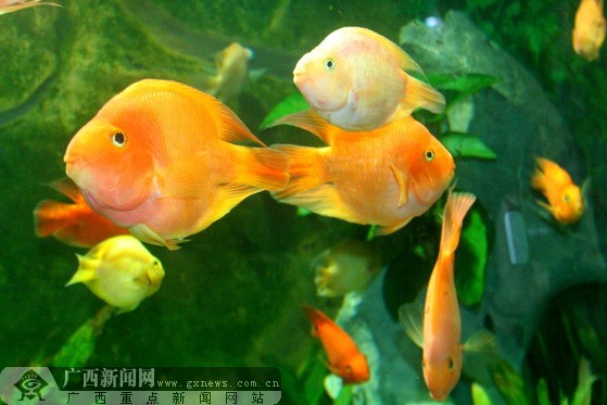 南宁海底世界海洋远古生物展:主打蝾螈金恐龙