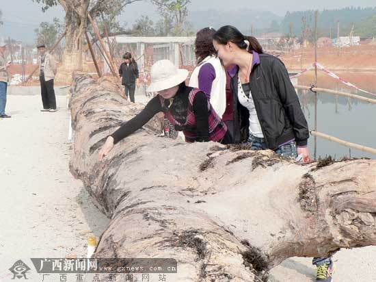 玉林湿地公园开园迎客 "千年格木"成"镇园之宝"