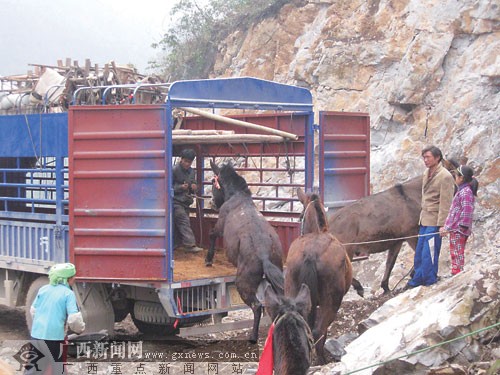 马匹经人引导,跳上货车,然后随车前往广东东莞.