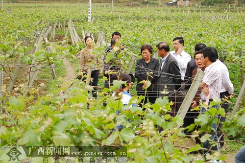 检查组来到天等县上映乡桃永村伏桃屯桃永葡萄基地.