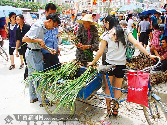 靖西端午药市火热 野生草药日益少如何保护需思量