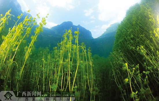 海里的水母为何会在都安岀现？877 / 作者:平安大叔 / 帖子ID:17803