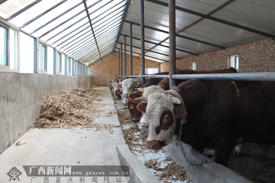 民和天际肉牛养殖场牛舍中圈养的肉牛.广西新闻网记者 农晓华摄