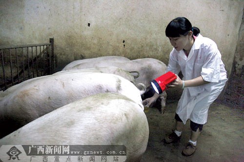 记者体验屠宰厂动物检疫人员工作 取尿样练切割