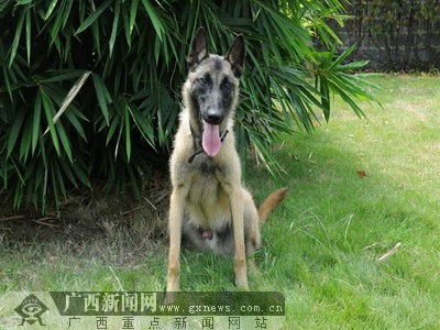 广西消防公开向社会征集首批12只消防搜救犬名字