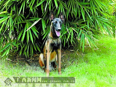 广西消防公开向社会征集首批12只消防搜救犬名字