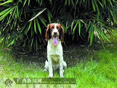 广西消防公开向社会征集首批12只消防搜救犬名字