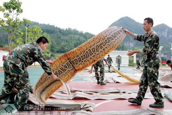 执勤官兵查获国家一级野生保护动物蟒蛇皮187