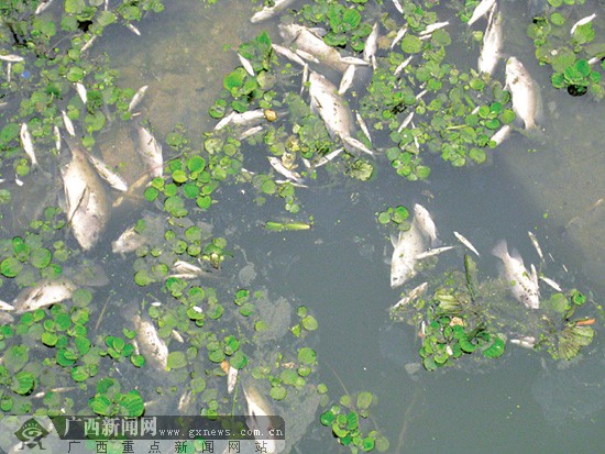 (见习记者蒋银花)连日来,南宁市相思湖公园出现大量死鱼