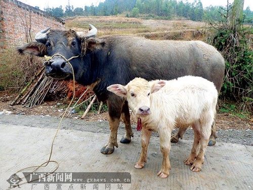 黑水牛产下白水牛 专家称可能近亲繁殖或基因变异