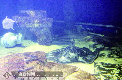北海 2000多斤 魔鬼鱼图片