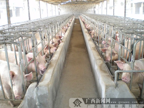 农民企业家回广西投资两千万养猪 引领乡亲们
