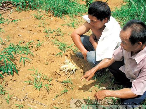 野猪在武鸣毁大片农作物 村民不忍捕杀望和平