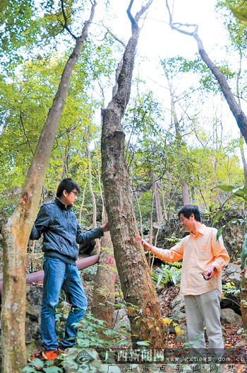 崇左市"千万珍贵树种送农家"初造边境红木长廊-广西新闻网