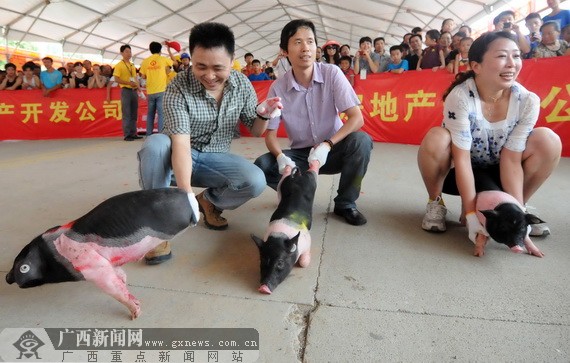 平果端午趣味抓鸡抓猪 高跟鞋超短裙齐上阵(图)