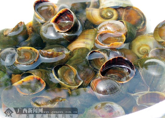 福寿螺.(资料图片)