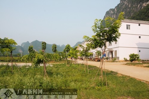 大新县恩城乡岜隆屯的村民在公共绿地上种植了黄花梨和柚木.