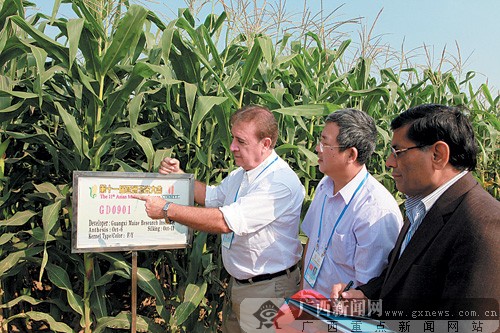 廣西培養出玉米兩個新品種 科企