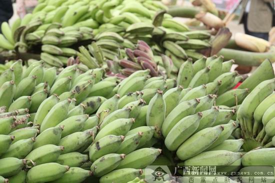 2012浦北香蕉节在钦州浦北县隆重开幕,这是浦北县连续第三年