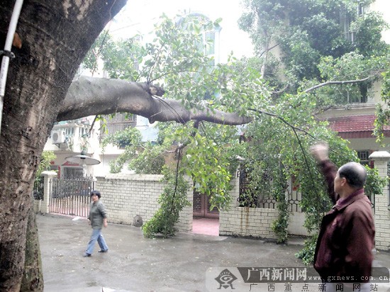 一阵风雨过后断枝砸向窗户 事发南宁瑞士花园小区-广西新闻网