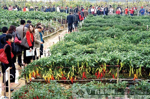 第三届广西-东盟蔬菜新品种展示交流会在南宁