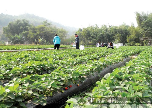 草莓基地满眼草莓苗,果实很稀疏.