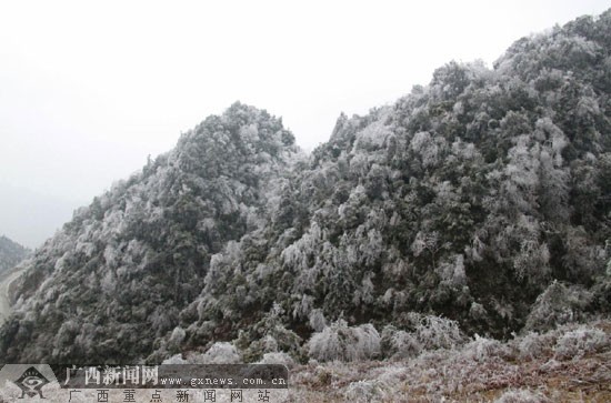 笔者在广西隆林各族自治县隆或乡马卡村高寒山区看到一路雾稠林密玉树