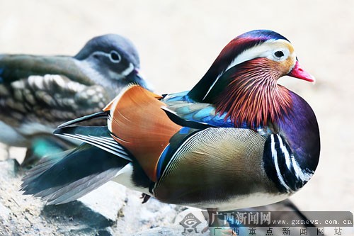 鹦鹉打情骂俏鸳鸯卿卿我我 动物也在享受春的