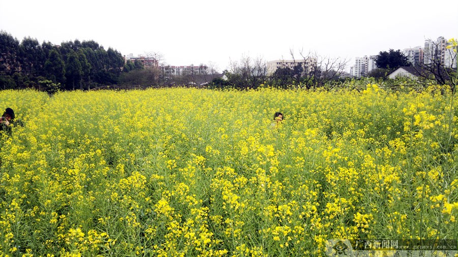 油菜花 地点:广西大学行健文理学院,上林