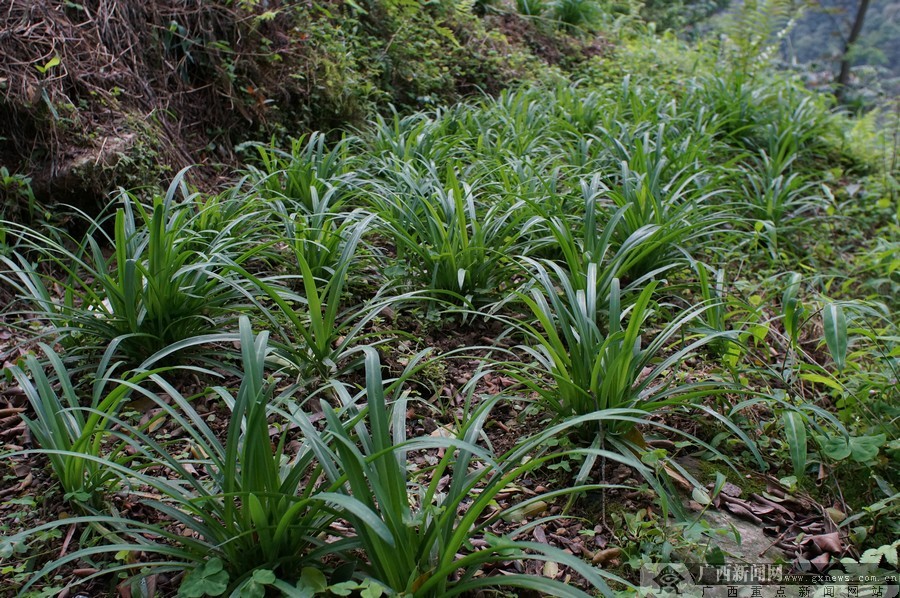 山庄里的农户在山边散地上种植的野生山韭菜,据说在山下就无法种植.