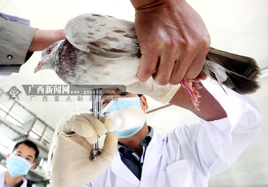 南宁民族广场320只鸽子昨日注射h5n1禽流感疫苗