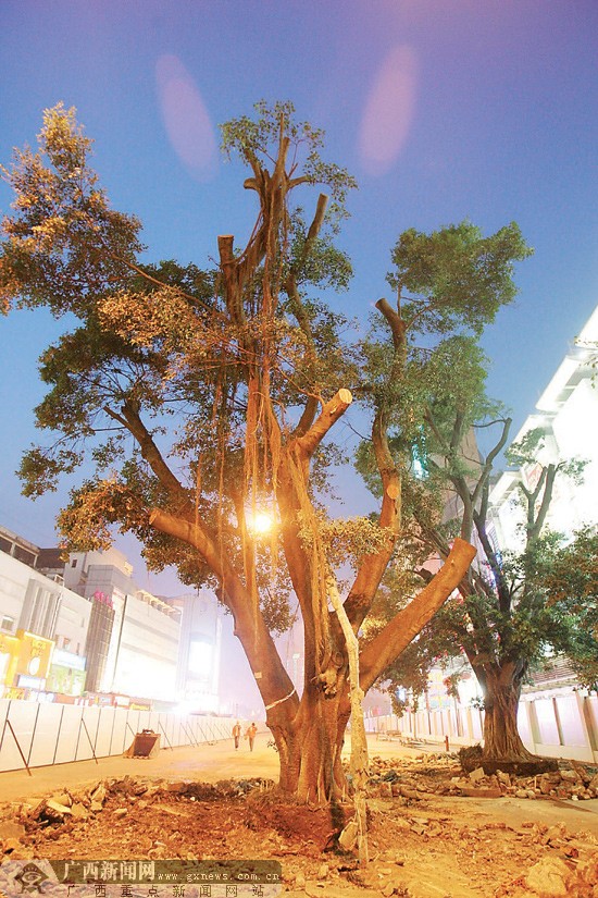 南宁朝阳路两棵古榕树搬家 南湖豪宅迎接(图