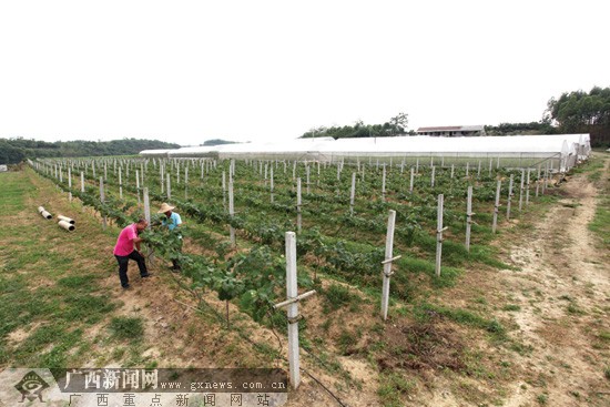 卢志敏(右)和父亲展示家庭农场营业执照.