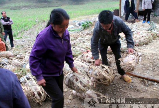 乐业残联向32家贫困残疾户免费发放猪苗饲料