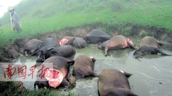 宾阳11头牛被雷劈竟会皮开肉绽 真相:遭人偷割肉