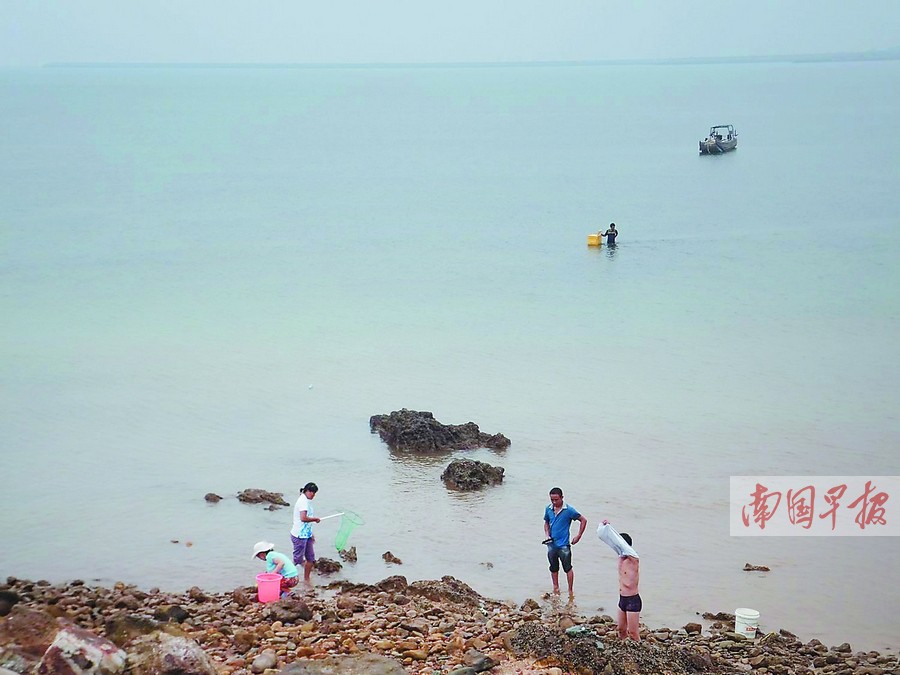 防城港海水变色鱼虾蟹浮头死亡 官方排除工业