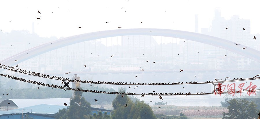 南宁市仙葫大道一培训基地内 南迁燕子大军歇