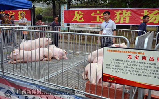 贵港召开中国地方猪种保护与利用协作组十届年