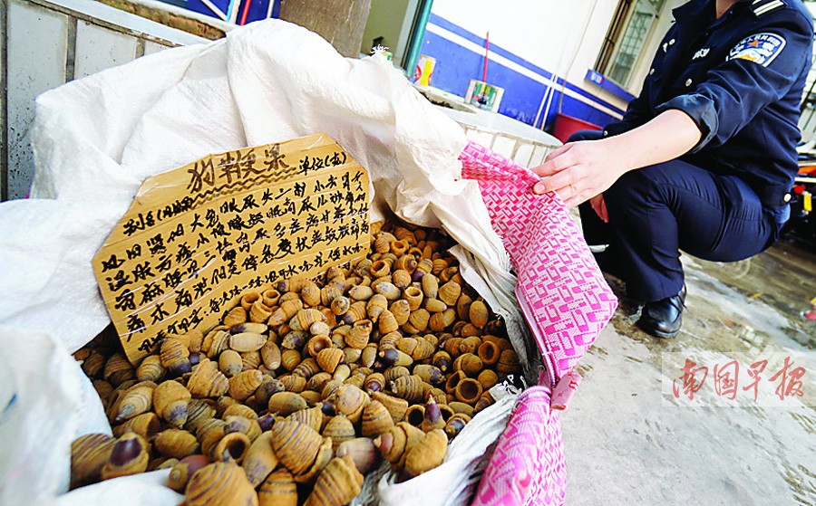 妇女街头卖发霉 狗鞭果 +自称能壮阳治百病(图