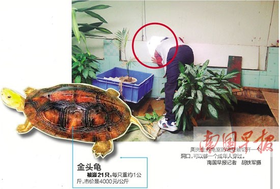 台风夜养龟户价值百万元名贵种龟被盗疑熟人