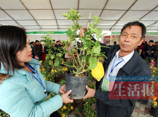 第六届中国-东盟(百色)农展会在田阳县举行