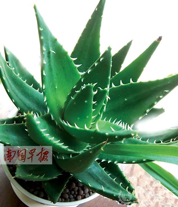 芦荟是典型的多肉植物。资料图片 专家支招如何防霾 多肉植物有助于净化室内空气 不及时清理叶片将影响滞尘功能 广西新闻网-南国早报记者 赵本高 这个冬天,各地此起彼伏的“霾新闻”令人们对自身生活的环境产生了更大的担忧;虽然无力改变大环境,但很多市民都在想方设法改善自己的居家小环境,而在家里种植绿色植物就是最常用的办法。那么,到底哪些绿色植物更有助于净化室内空气呢?南国早报记者就此采访了柳州市园林科学研究所高级工程师、副所长黎兆海。 黎兆海称,相关实验数据显示,多肉植物总体上在吸收大