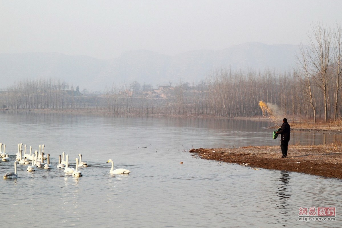 佳能5D3配70-200镜头 达人拍摄写意天鹅